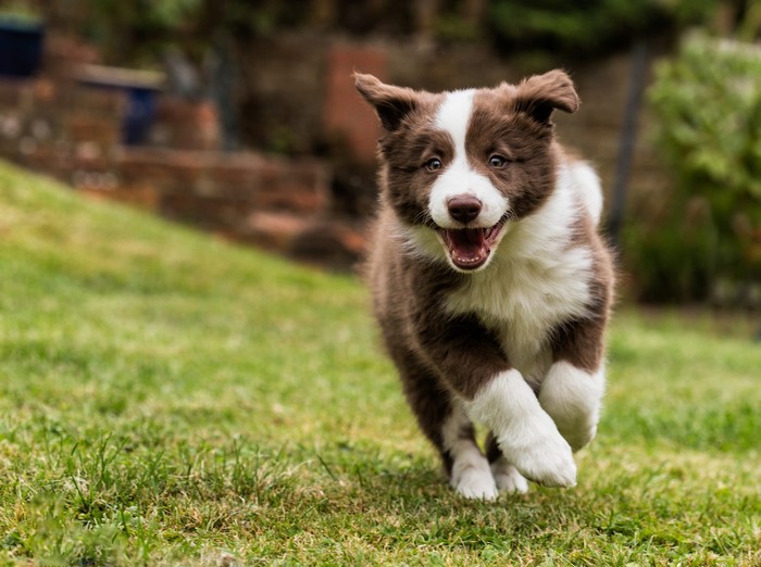 Brown and white Border Collie puppy running on grass
