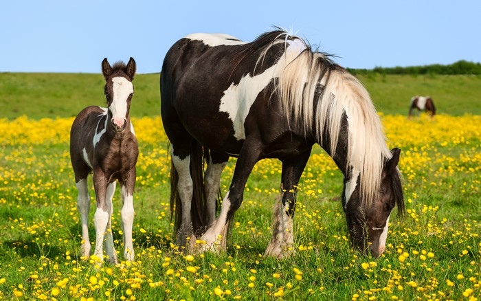 Two Horses in a Field of Yellow Flowers