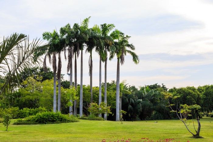 Palm trees in a public park in Thailand