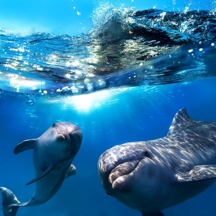 Two dolphins swimming underwater with waves above