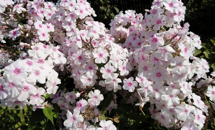 Closeup of white and pink phlox flowers