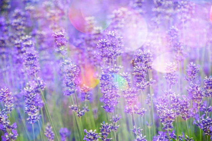 4K Lavender Field with Bokeh