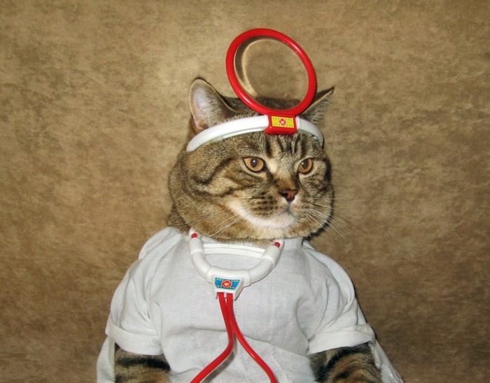 Cat dressed as a doctor with stethoscope and head mirror