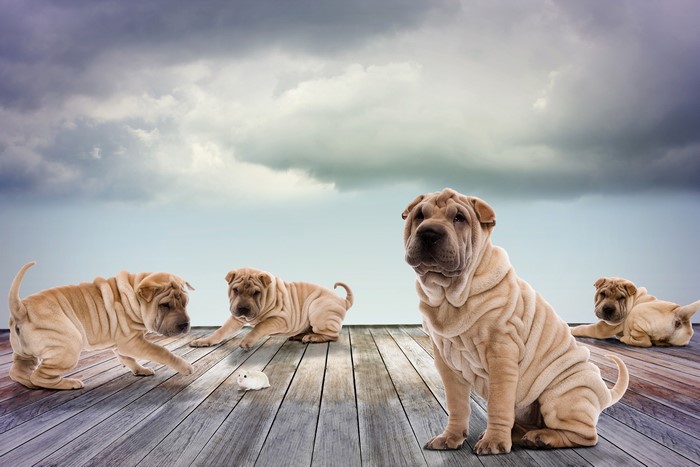 Four Shar Pei dogs on a wooden deck under a cloudy sky
