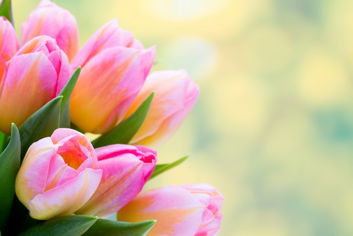 4K Pink Tulips Closeup