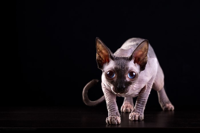 Sphynx cat with blue eyes on black background