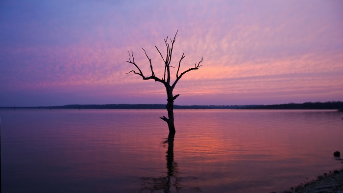 Dead tree in lake at sunset