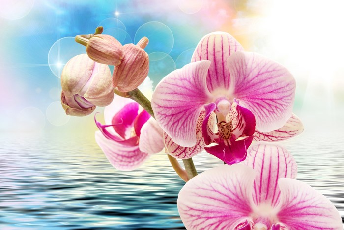 4K Orchid Flowers Reflected in Water