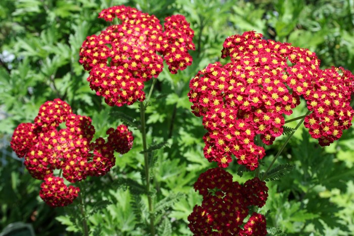 Red Achillea flowers with yellow centers