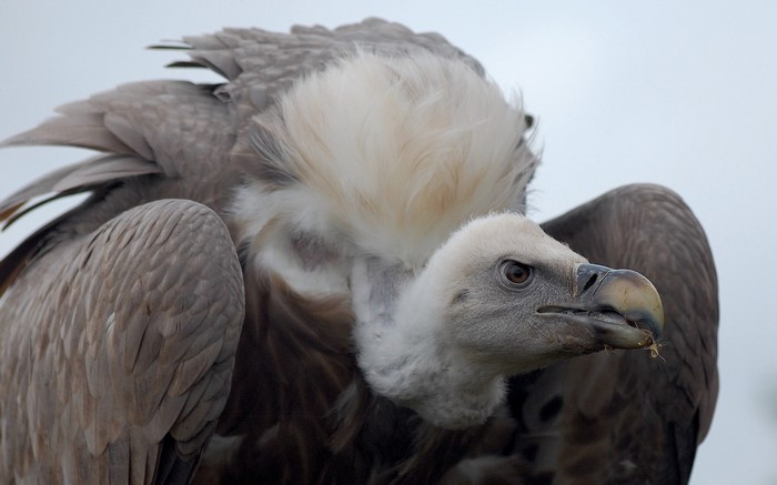 Close-up of a vulture with a fluffy neck