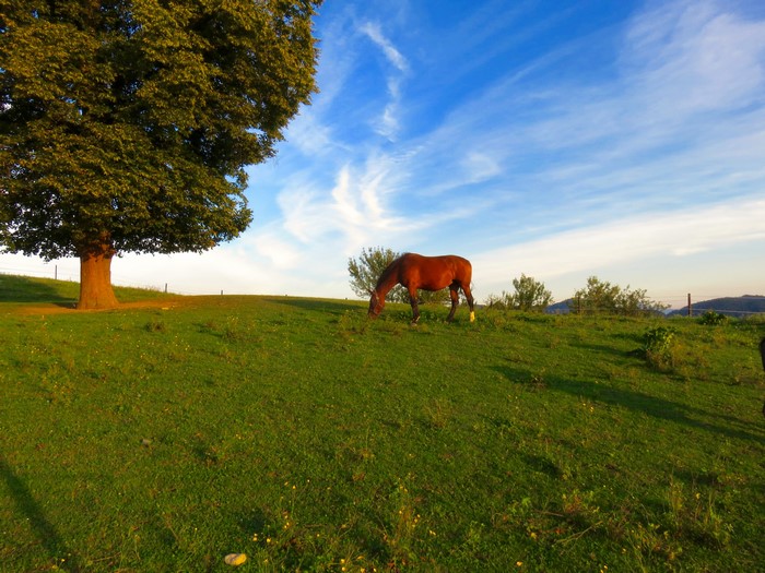 Horse grazing in a field with a large tree and blue sky