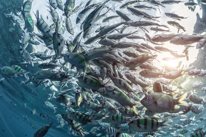 Underwater world with a large school of fish