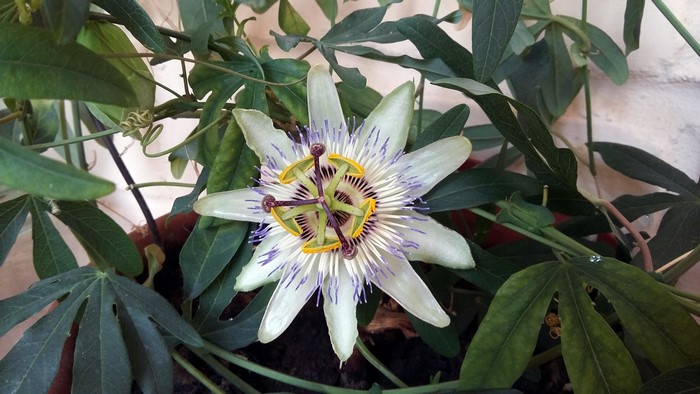 Passiflora caerulea flower with green foliage