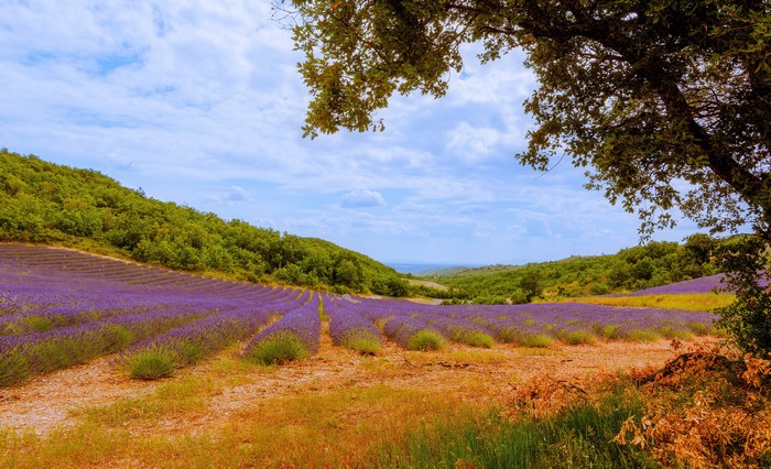 Lavender fields in Malijai, France