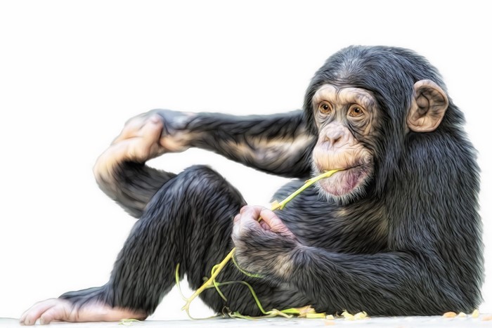 Chimpanzee eating a plant on a white background