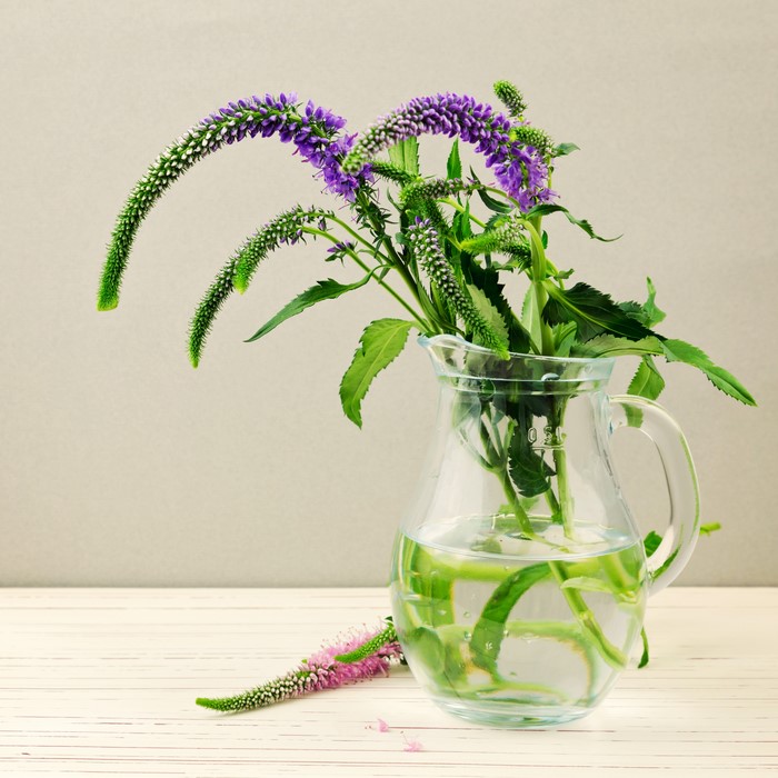 Purple flowers in a glass jug