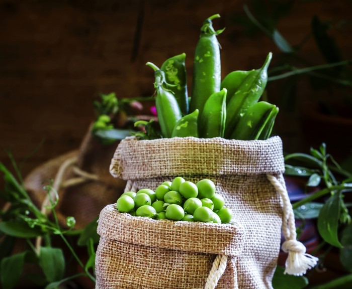 Fresh green peas in burlap bags