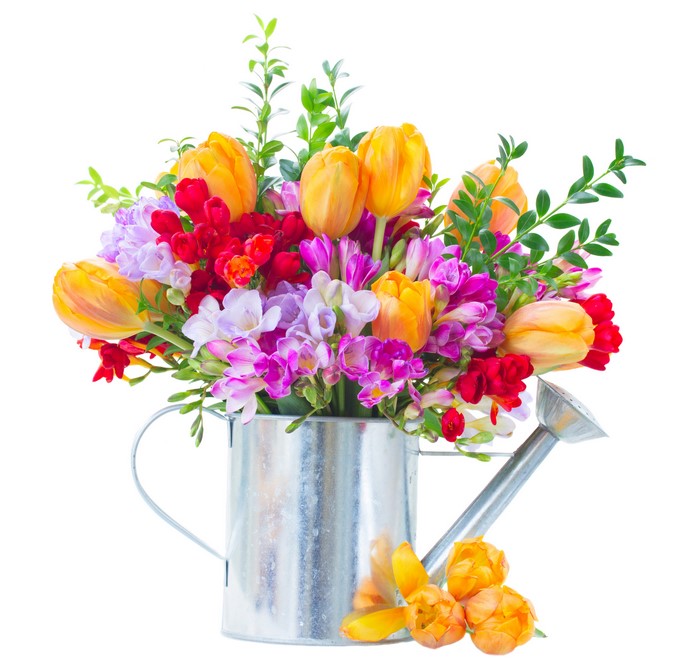 Tulips and Freesia in a Watering Can