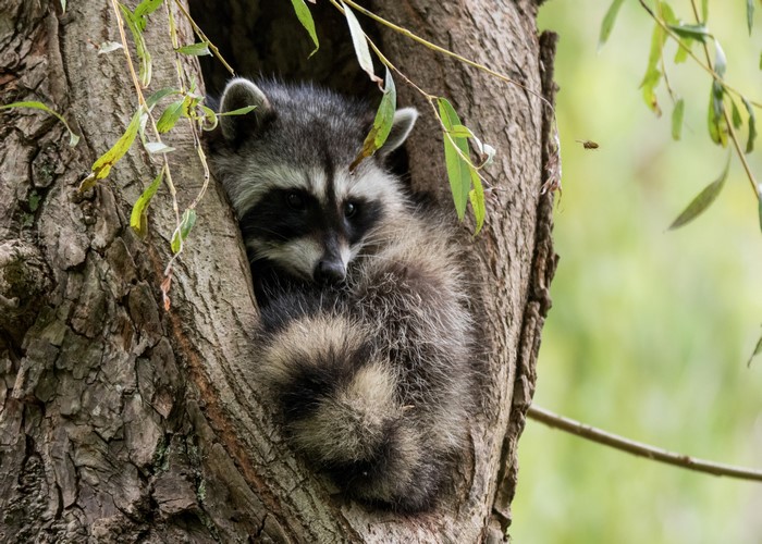 Raccoon in a tree hollow