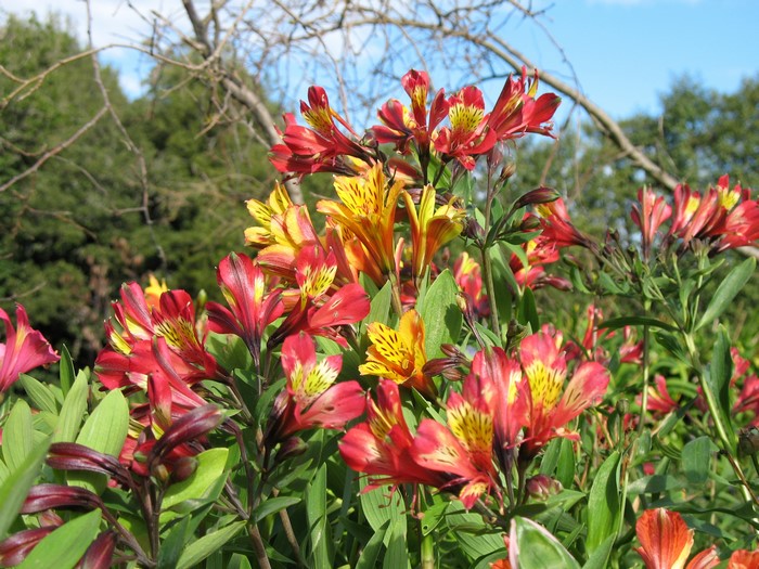 Red and yellow Alstroemeria flowers in a garden