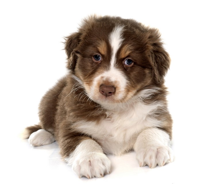 Australian Shepherd Puppy on White Background
