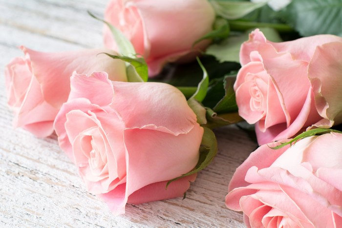 Pink Roses Closeup on White Wood