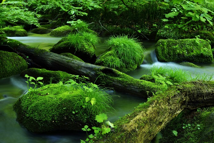 Mossy rocks and fallen trees in a stream