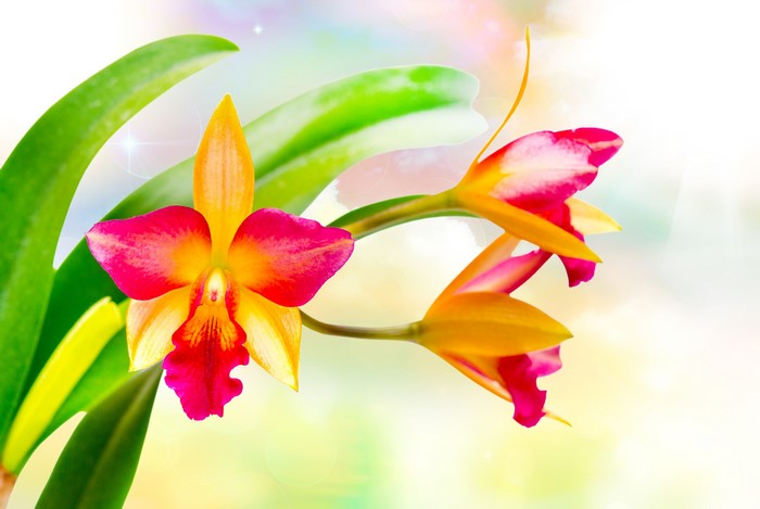 Close-up of a vibrant orange and pink orchid with green leaves