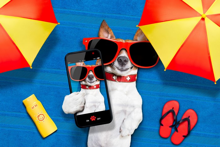 Jack Russell Terrier Dog Taking a Selfie on the Beach