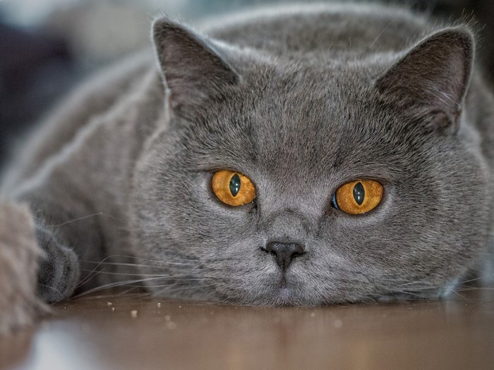 Close-up of a British Shorthair cat's face