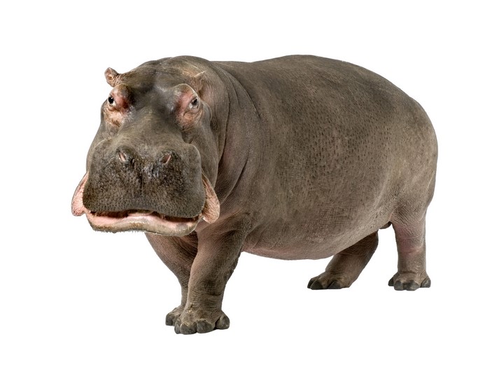 Hippopotamus on a white background