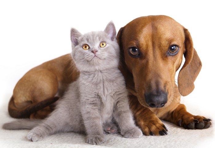 Kitten and Dachshund on White Background