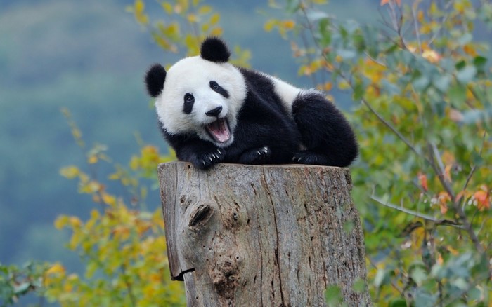 Panda yawning on a tree stump