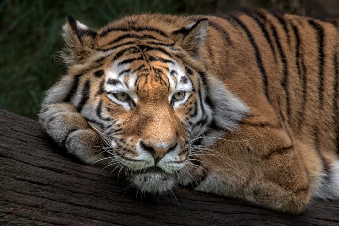 Tiger resting on a log