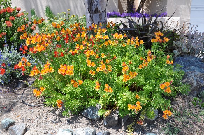 Orange Alstroemeria flowers in a garden