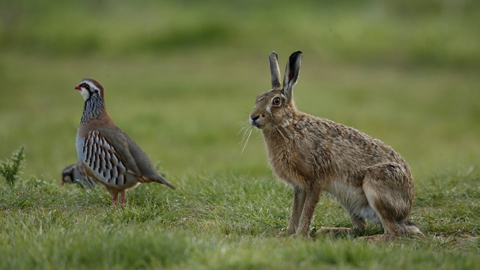 Hare and Partridge in a grassy field