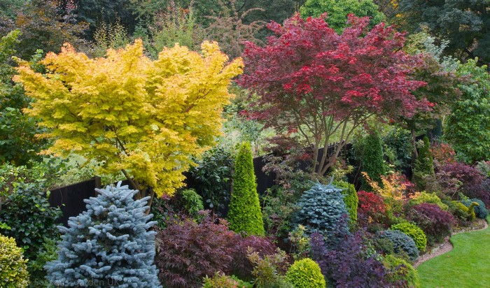 Autumn garden with Japanese maples and conifers in Walsall, England