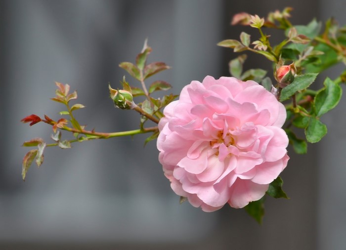 Pink rose with buds on a branch