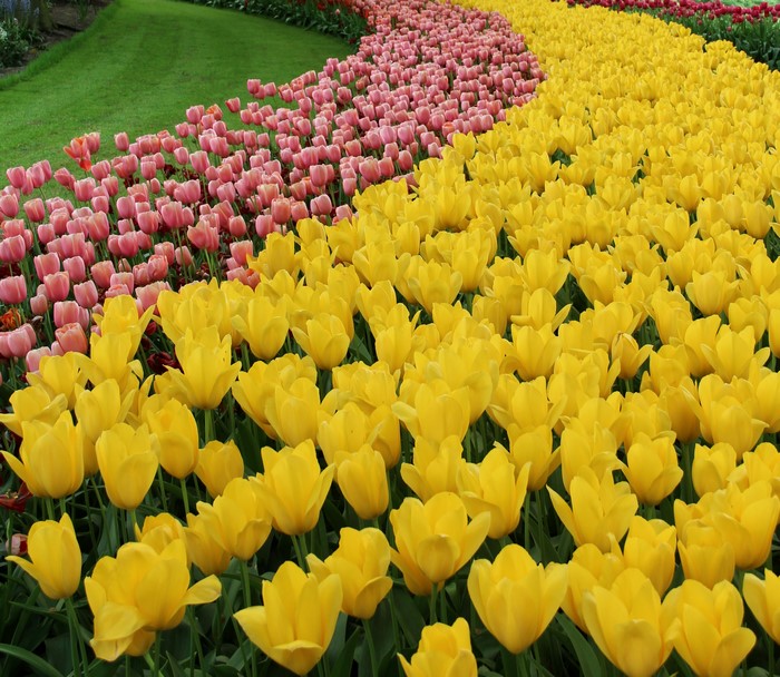 Field of yellow and pink tulips