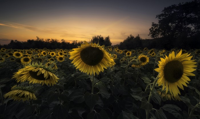 4K Field of Sunflowers at Sunset