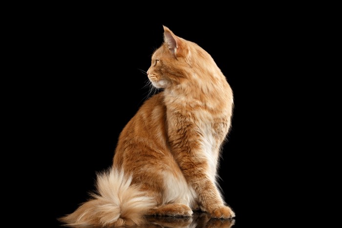 Ginger Maine Coon Cat on Black Background