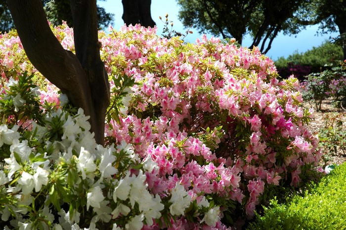 Pink and white azaleas in a garden