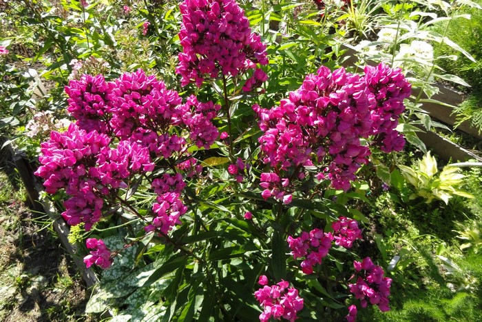 Phlox flowers in wine color