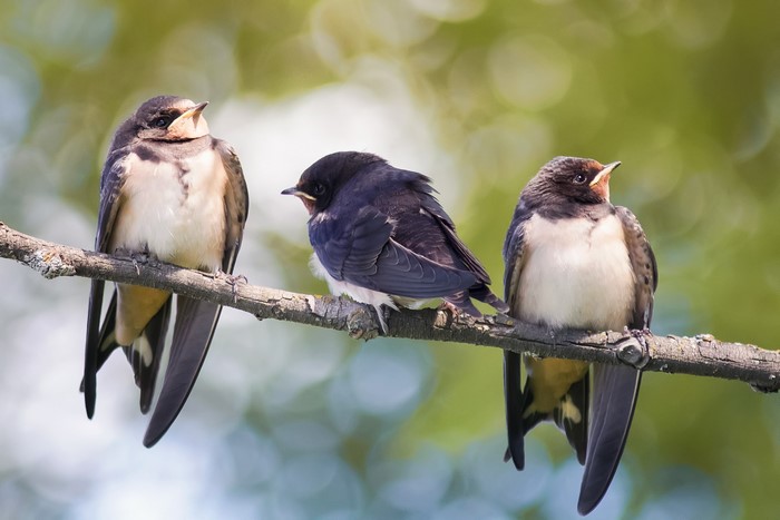 Three swallow birds perched on a branch