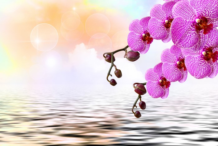 4K Pink Orchids Reflected in Water