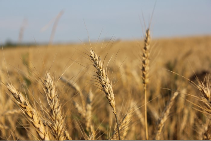 Wheat Field