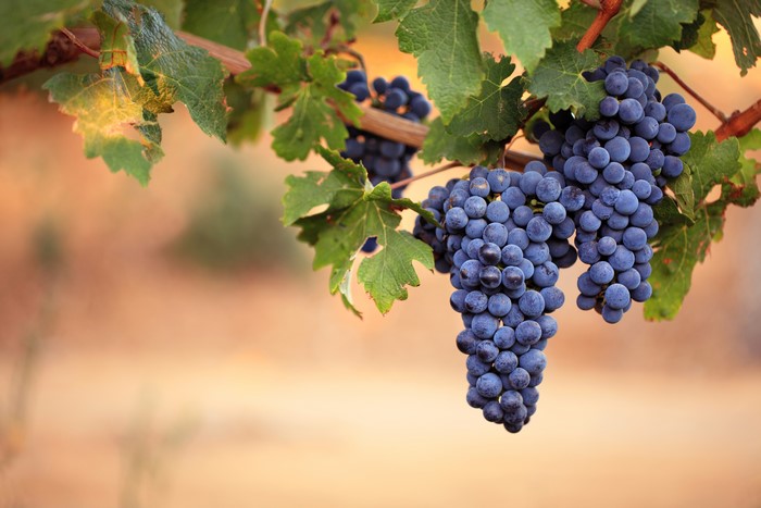 Bunches of Dark Grapes on a Vine