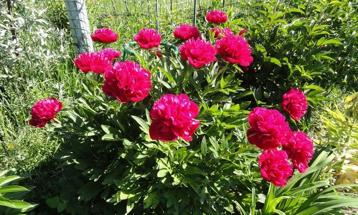 4K Wine Color Peonies Shrubs Closeup