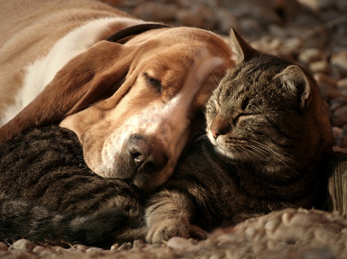 Basset Hound and Tabby Cat Sleeping Together
