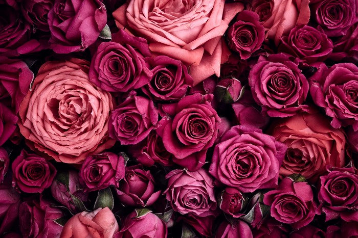 4K Wine Colored Roses Closeup